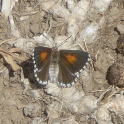 Lucia limbaria (Chequered Copper) at Fyshwick, ACT - 12 Jan 2018 by Christine