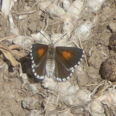 Lucia limbaria (Chequered Copper) at Jerrabomberra Wetlands - 13 Jan 2018 by Christine