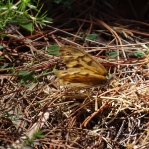 Heteronympha merope at Isaacs Ridge - 13 Jan 2018 03:49 PM