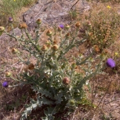 Onopordum acanthium (Scotch Thistle) at Isaacs, ACT - 13 Jan 2018 by Mike