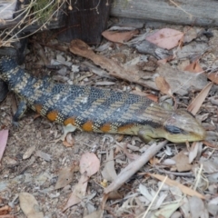 Tiliqua scincoides scincoides (Eastern Blue-tongue) at Aranda, ACT - 18 Oct 2017 by KMcCue