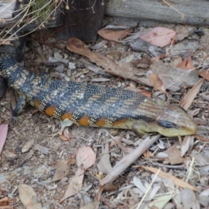 Tiliqua scincoides scincoides at Aranda, ACT - 19 Oct 2017 09:16 AM