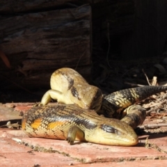 Tiliqua scincoides scincoides at Aranda, ACT - 19 Oct 2017