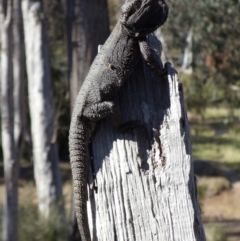 Pogona barbata (Eastern Bearded Dragon) at Aranda, ACT - 29 Oct 2013 by KMcCue