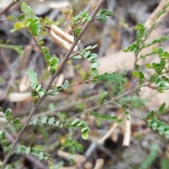 Bossiaea buxifolia at Isaacs, ACT - 14 Jan 2018