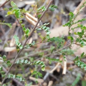 Bossiaea buxifolia at Isaacs, ACT - 14 Jan 2018