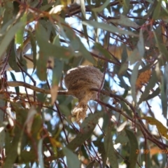 Rhipidura albiscapa (Grey Fantail) at Goorooyarroo NR (ACT) - 29 Nov 2017 by ChrisDavey