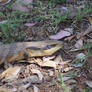 Tiliqua scincoides scincoides at Cook, ACT - 20 Dec 2014