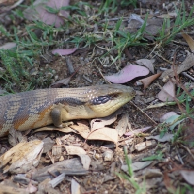 Tiliqua scincoides scincoides (Eastern Blue-tongue) at Cook, ACT - 20 Dec 2014 by Tammy