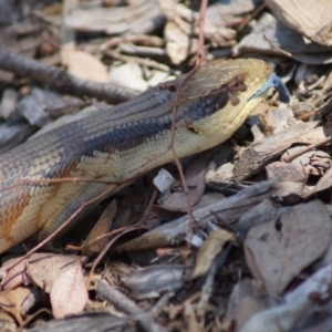 Tiliqua scincoides scincoides at Cook, ACT - 20 Dec 2014