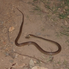 Pseudonaja textilis (Eastern Brown Snake) at Belconnen, ACT - 24 Feb 2014 by Tammy