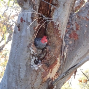 Callocephalon fimbriatum at Deakin, ACT - suppressed