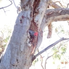 Callocephalon fimbriatum at Deakin, ACT - suppressed