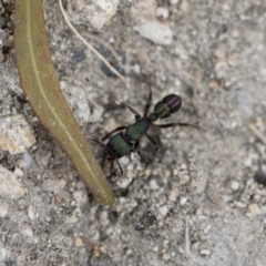 Rhytidoponera metallica (Greenhead ant) at Michelago, NSW - 26 Dec 2017 by Illilanga