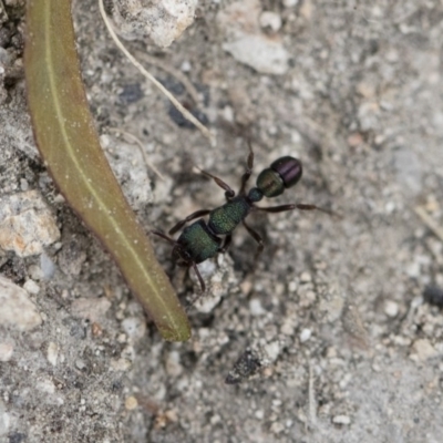 Rhytidoponera metallica (Greenhead ant) at Michelago, NSW - 26 Dec 2017 by Illilanga