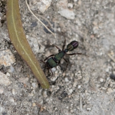 Rhytidoponera metallica (Greenhead ant) at Illilanga & Baroona - 26 Dec 2017 by Illilanga