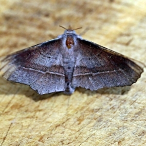 Oenochroma vetustaria at O'Connor, ACT - 5 Jan 2018 08:39 AM