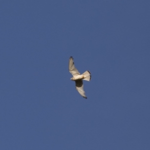 Falco cenchroides at Michelago, NSW - 23 Dec 2017 06:29 PM