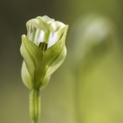 Pterostylis aneba (Small Mountain Greenhood) at Tennent, ACT - 14 Jan 2018 by GlenRyan