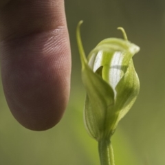 Pterostylis aneba at Tennent, ACT - 14 Jan 2018