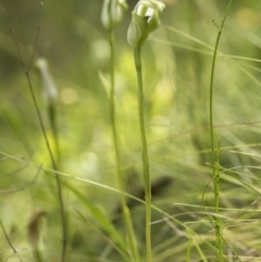 Pterostylis aneba at Tennent, ACT - 14 Jan 2018