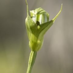 Pterostylis aneba at Tennent, ACT - 14 Jan 2018