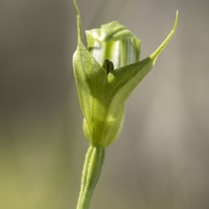 Pterostylis aneba at Tennent, ACT - suppressed