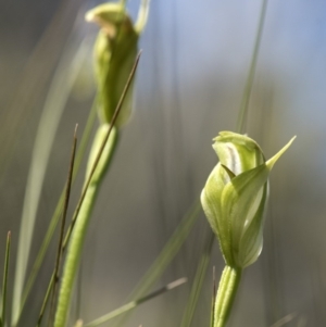 Pterostylis aneba at Tennent, ACT - 14 Jan 2018