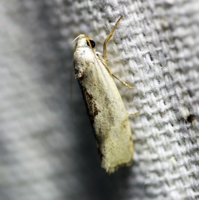 Tymbophora peltastis (A Xyloryctid moth (Xyloryctidae)) at O'Connor, ACT - 5 Jan 2018 by ibaird
