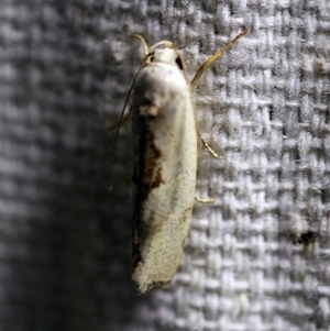 Tymbophora peltastis at O'Connor, ACT - 5 Jan 2018 10:23 PM