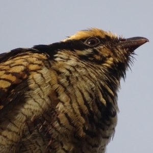 Eudynamys orientalis at Deakin, ACT - 12 Jan 2018