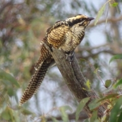 Eudynamys orientalis at Deakin, ACT - 12 Jan 2018