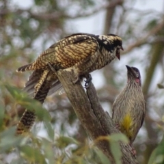 Eudynamys orientalis at Deakin, ACT - 12 Jan 2018