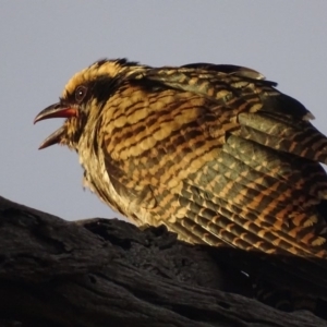 Eudynamys orientalis at Deakin, ACT - 12 Jan 2018