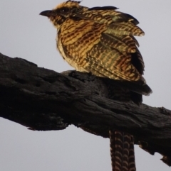 Eudynamys orientalis at Deakin, ACT - 12 Jan 2018