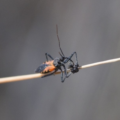 Reduviidae (family) (An assassin bug) at Michelago, NSW - 15 Nov 2017 by Illilanga