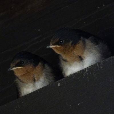 Hirundo neoxena (Welcome Swallow) at Tharwa, ACT - 10 Jan 2018 by roymcd