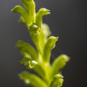 Microtis sp. aff. unifolia at Tennent, ACT - suppressed