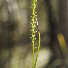 Microtis sp. aff. unifolia at Tennent, ACT - suppressed