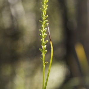 Microtis sp. aff. unifolia at Tennent, ACT - suppressed