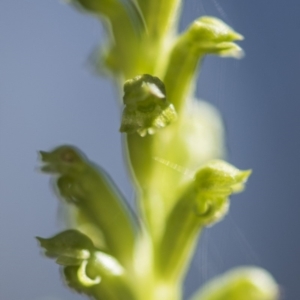 Microtis sp. aff. unifolia at Tennent, ACT - suppressed