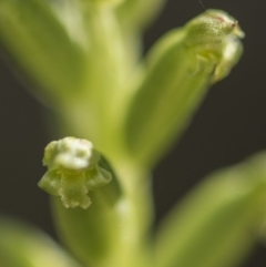 Microtis sp. aff. unifolia at Tennent, ACT - suppressed