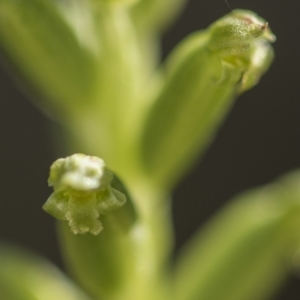 Microtis sp. aff. unifolia at Tennent, ACT - suppressed