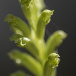 Microtis sp. aff. unifolia at Tennent, ACT - suppressed