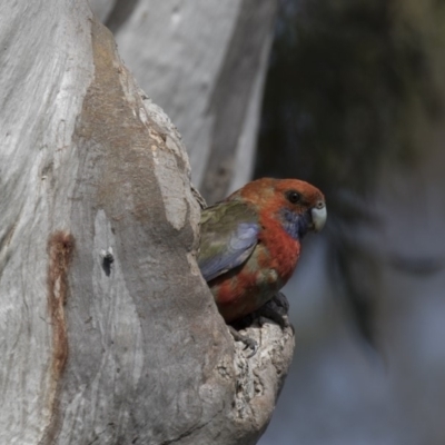 Platycercus elegans (Crimson Rosella) at Michelago, NSW - 17 Dec 2017 by Illilanga