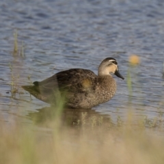 Anas superciliosa (Pacific Black Duck) at Michelago, NSW - 19 Dec 2017 by Illilanga