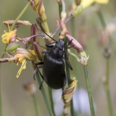 Alleculinae sp. (Subfamily) (Unidentified Comb-clawed beetle) at Michelago, NSW - 26 Dec 2017 by Illilanga