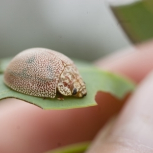 Paropsis atomaria at Michelago, NSW - 28 Nov 2011