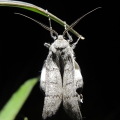 Crypsiphona ocultaria (Red-lined Looper Moth) at Pollinator-friendly garden Conder - 21 Nov 2017 by michaelb