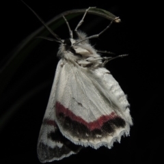 Crypsiphona ocultaria at Conder, ACT - 21 Nov 2017 10:57 PM